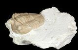 Uncommon Asaphus bottnicus Trilobite - Russia #46014-1